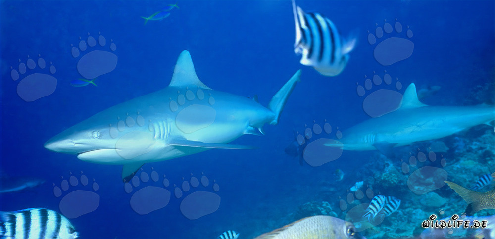 Fascinating Gray Reef Sharks off the Coast of Fiji