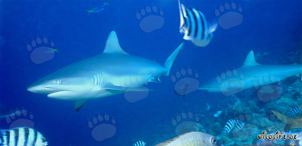 Requins gris fascinants au large des côtes des Fidji