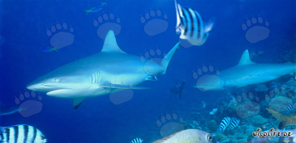 Fascinantes tiburones grises en la costa de Fiji