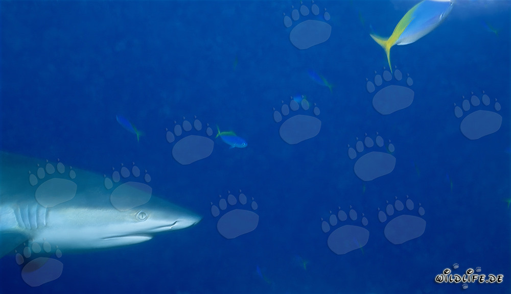 Fascinating Portrait of a Gray Reef Shark