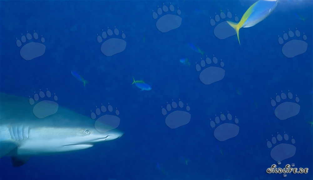 Portrait fascinant d'un requin gris de récif