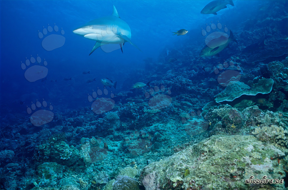 Gray reef shark (Carcharhinus amblyrhynchos)