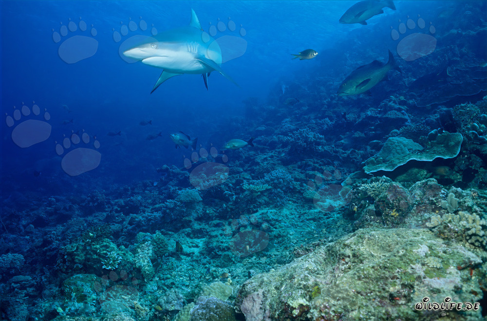 Requin de récif gris au bord du récif