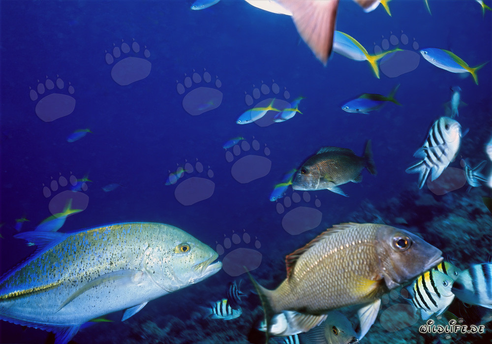 Fascinating underwater world of the Bluefin Treavally and its companions in Beqa Lagoon, Fiji