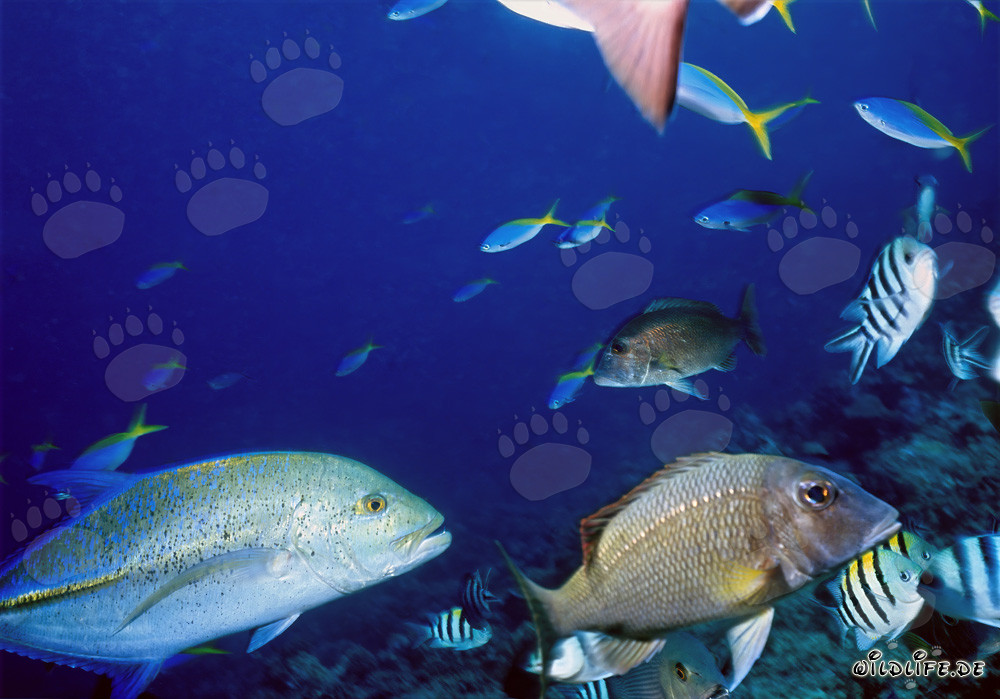 Affascinante mondo sottomarino del pesce reale a pinne blu e dei suoi compagni a Beqa Lagoon, Fiji