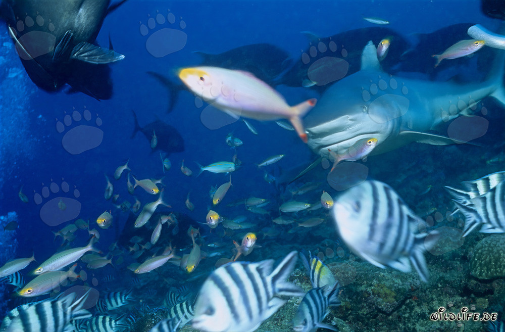 Bullenhai umgeben von farbenfrohen Korallenfischen