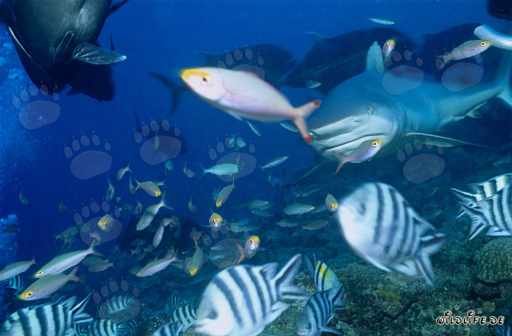 Requin taureau entouré de poissons coralliens colorés