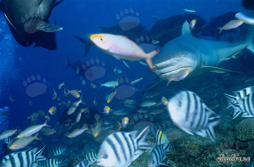 Tiburón toro rodeado de coloridos peces de coral