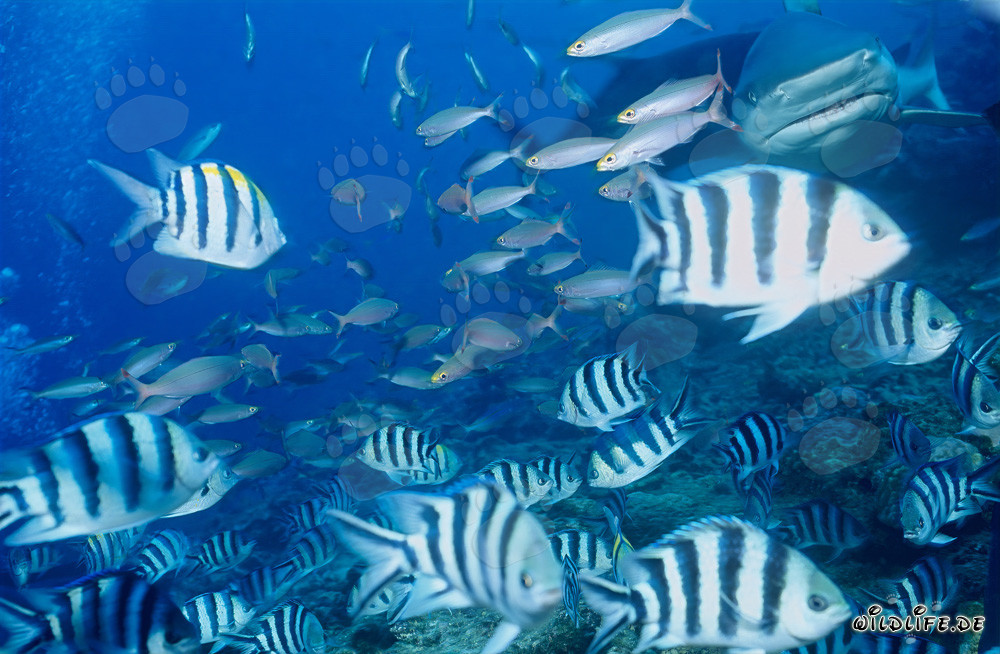 Bullenhai trifft auf eine Vielzahl von Korallenfischen am Shark Reef in Fiji