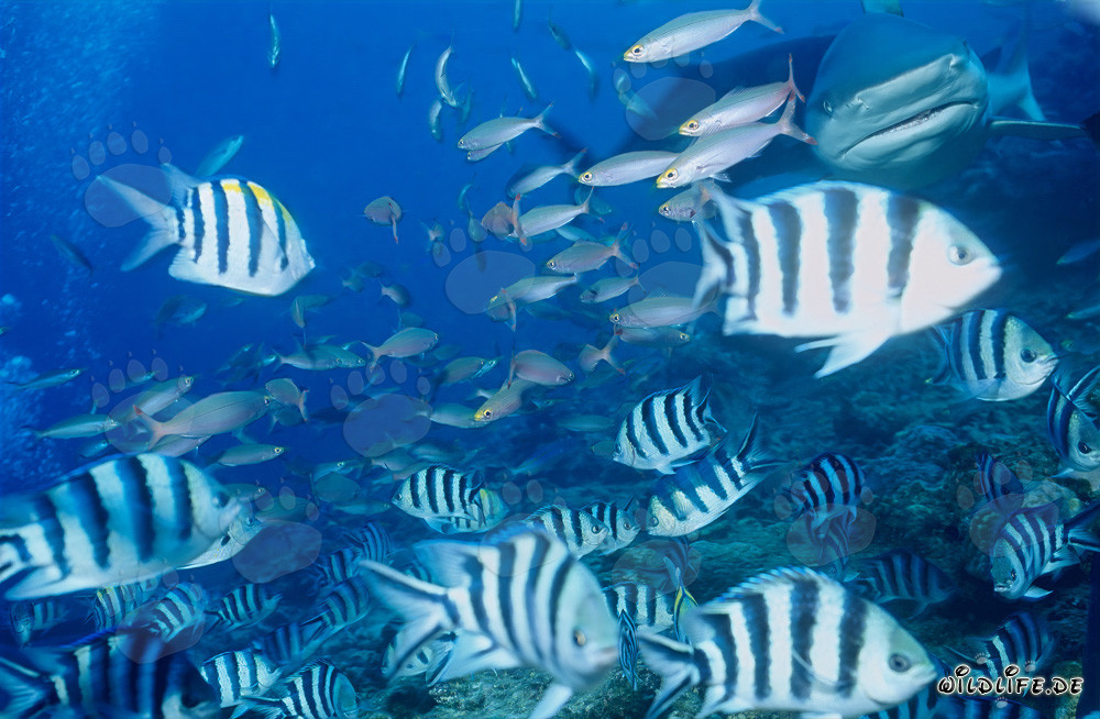 Encuentro de un tiburón toro con un grupo de peces de coral en Fiji
