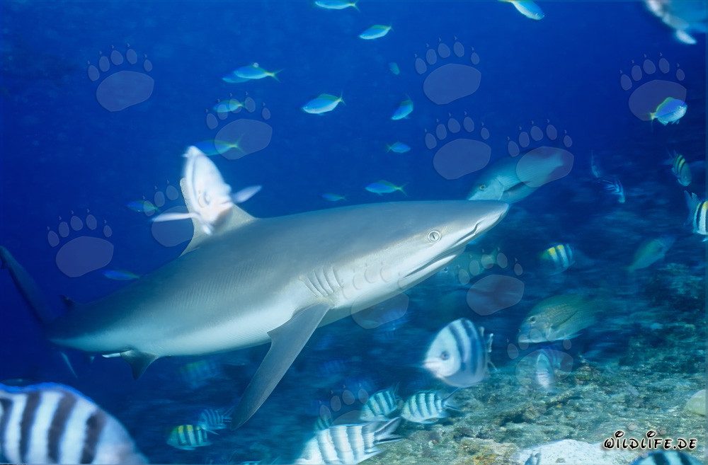 Gray Reef Shark - Majestic Sea Creature in Beqa Lagoon, Fiji