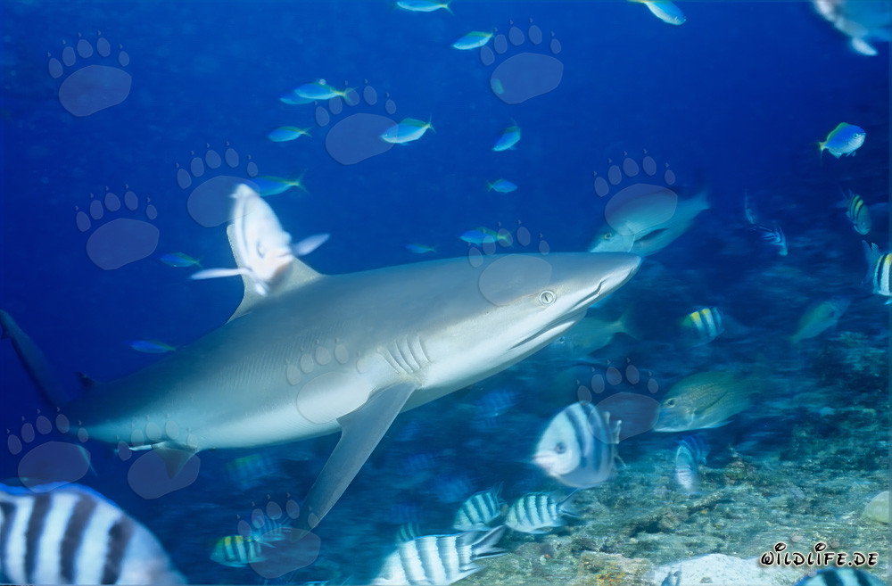 Tiburón de arrecife gris - Majestuosidad de los mares en la laguna de Beqa, Fiji