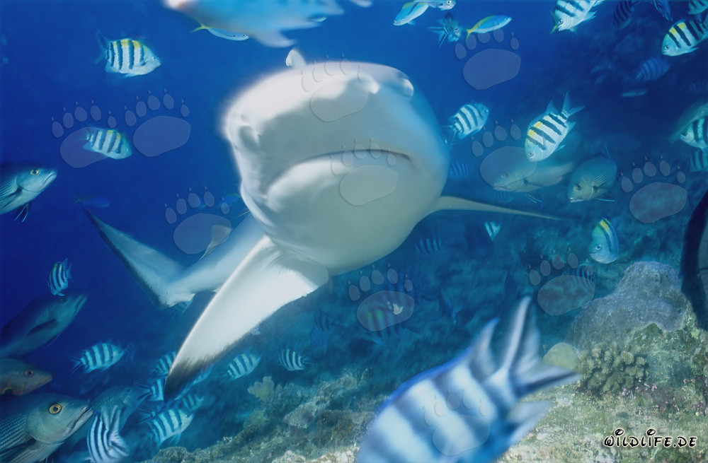 Requin taureau en gros plan