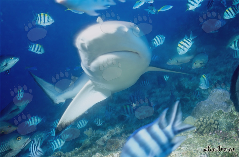 Tiburón toro en primer plano