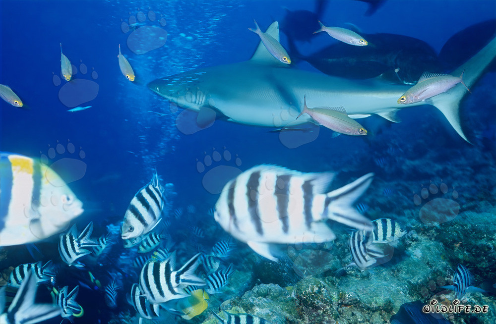 Gray reef shark in the South Pacific swimming in front of coral reef