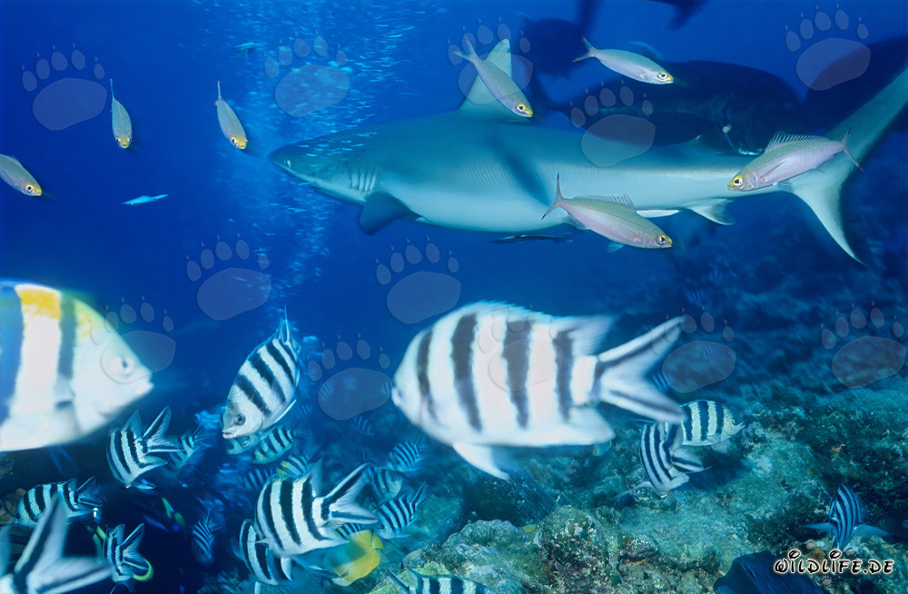 Requin gris des récifs dans le Pacifique Sud nage devant un récif corallien