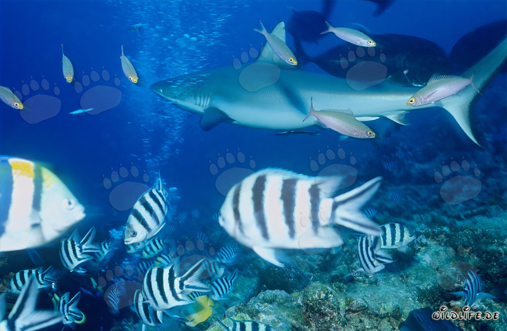 Squalo grigio della barriera corallina nel Pacifico del Sud nuota davanti a una barriera corallina