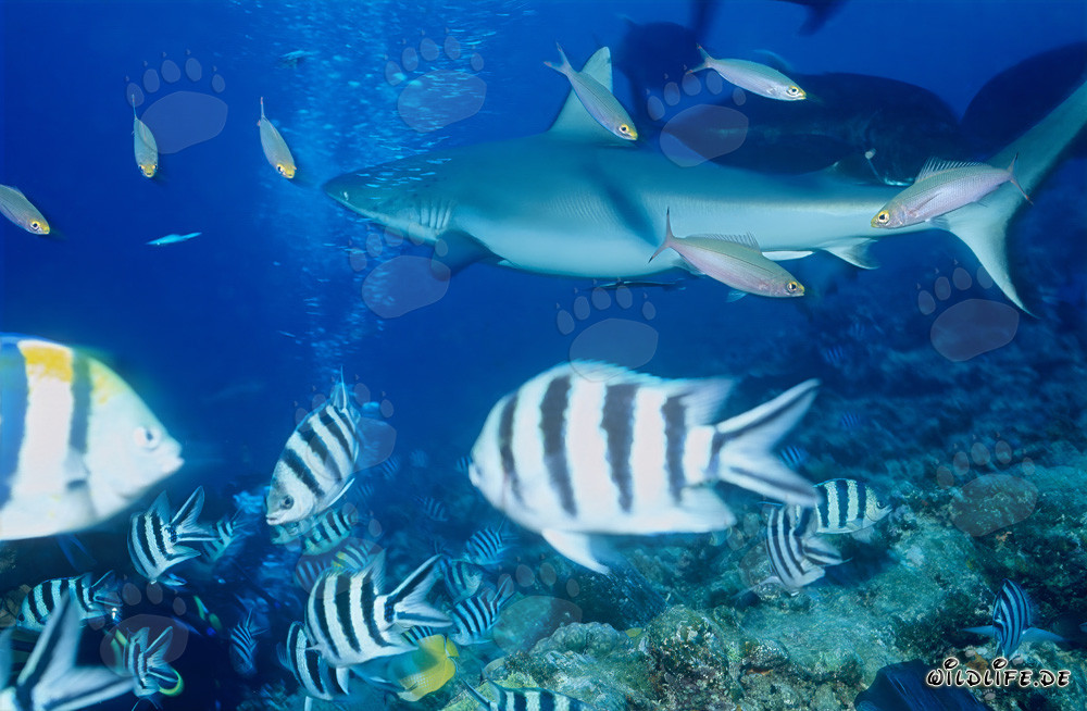 Tiburón gris de arrecife en el Pacífico Sur nada frente a un arrecife de coral