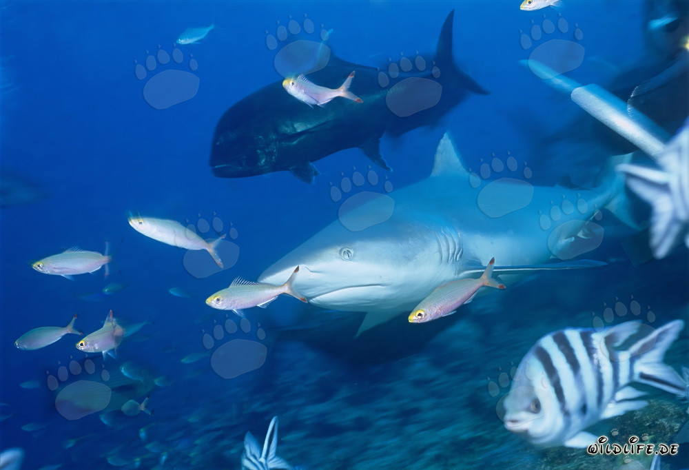 Imposanter Bullenhai mit Giant Trevally und Fuesilieren in der Beqa Lagoon auf Fidschi