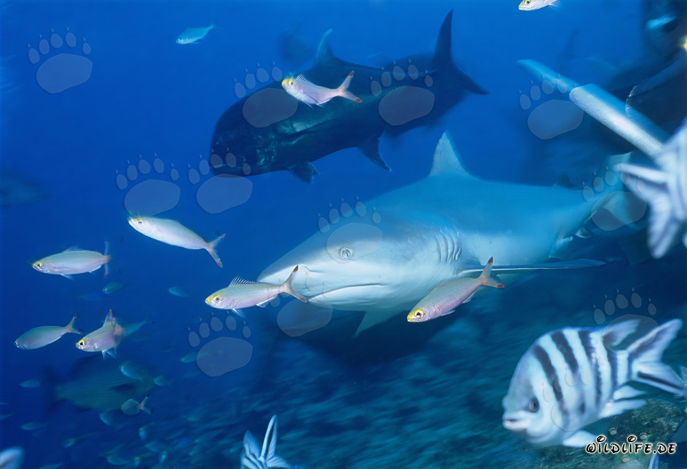 Requin-bouledogue impressionnant avec Carangues à gros yeux et Fusiliers dans le lagon de Beqa aux Fidji