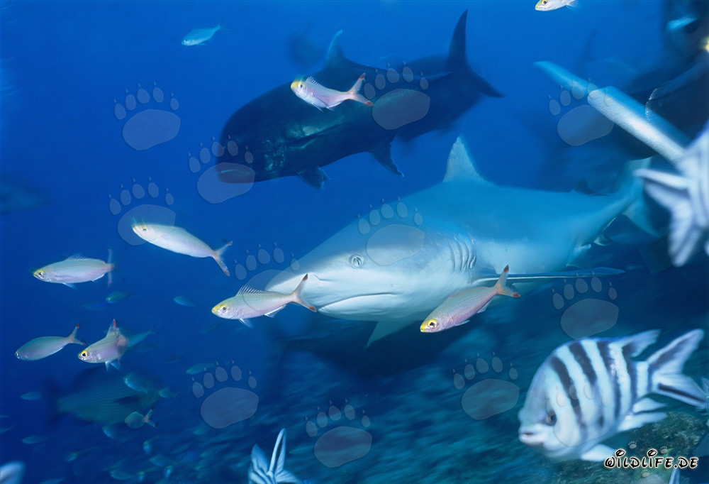 Impresionante tiburón toro con Carángidos gigantes y Fusileros en el lago Beqa en Fiyi