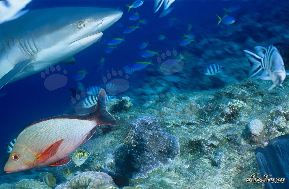 Gray reef shark portrait underwater in Beqa Lagoon, Fiji