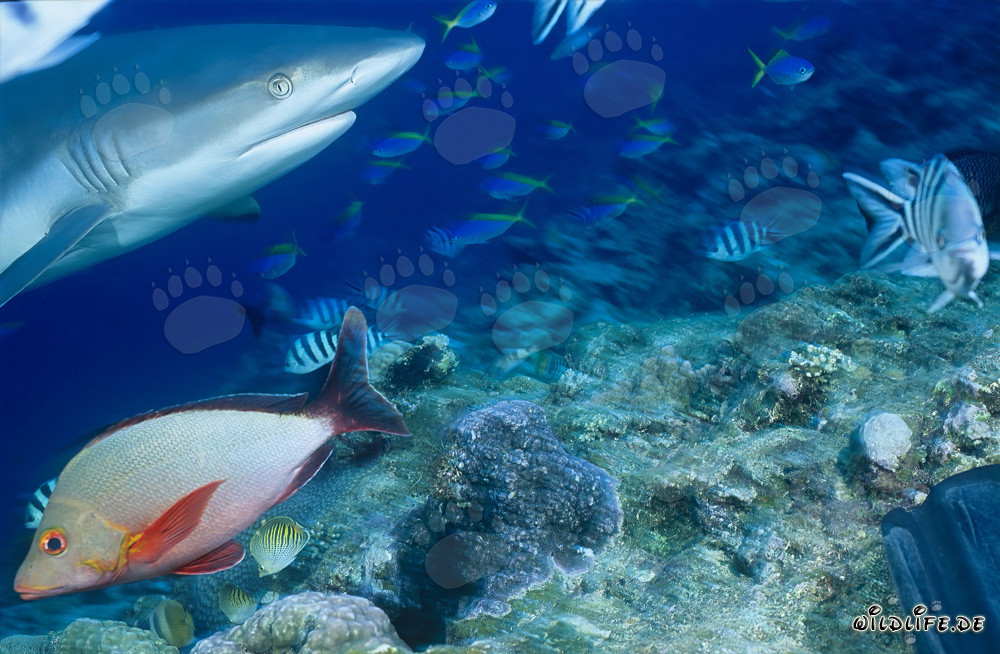 Portrait de requin gris de récif sous l'eau dans le lagon de Beqa, Fidji