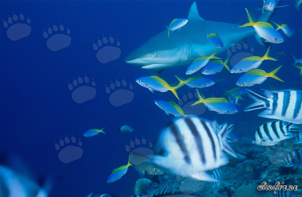 Gray Reef Shark in the South Pacific