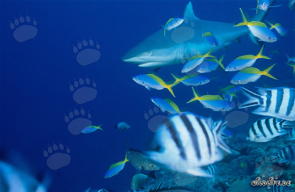 Requin gris de récif dans le Pacifique Sud