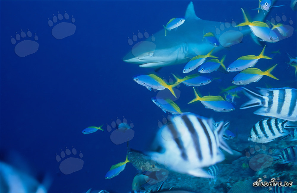 Squalo grigio della barriera corallina nel Pacifico del Sud