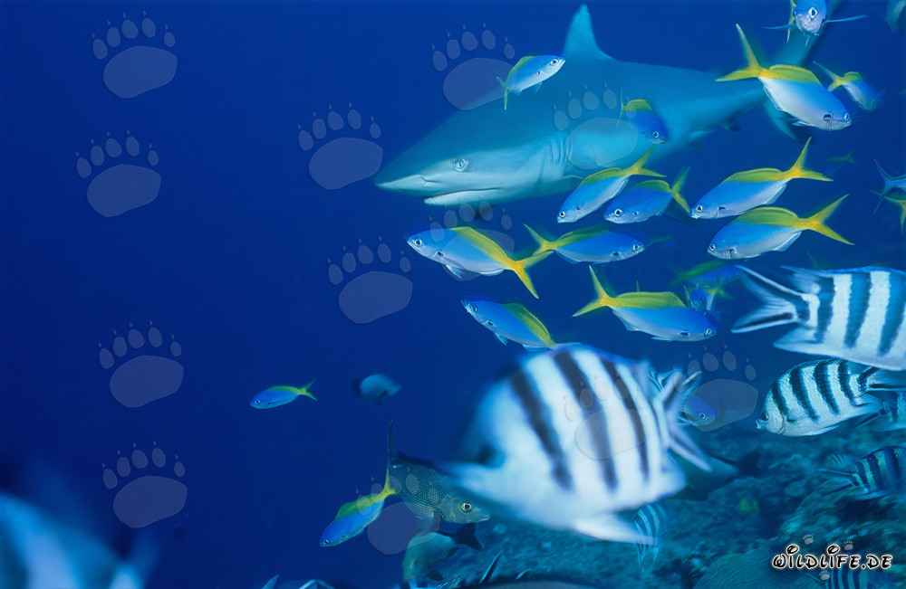 Tiburón gris de arrecife en el Pacífico Sur