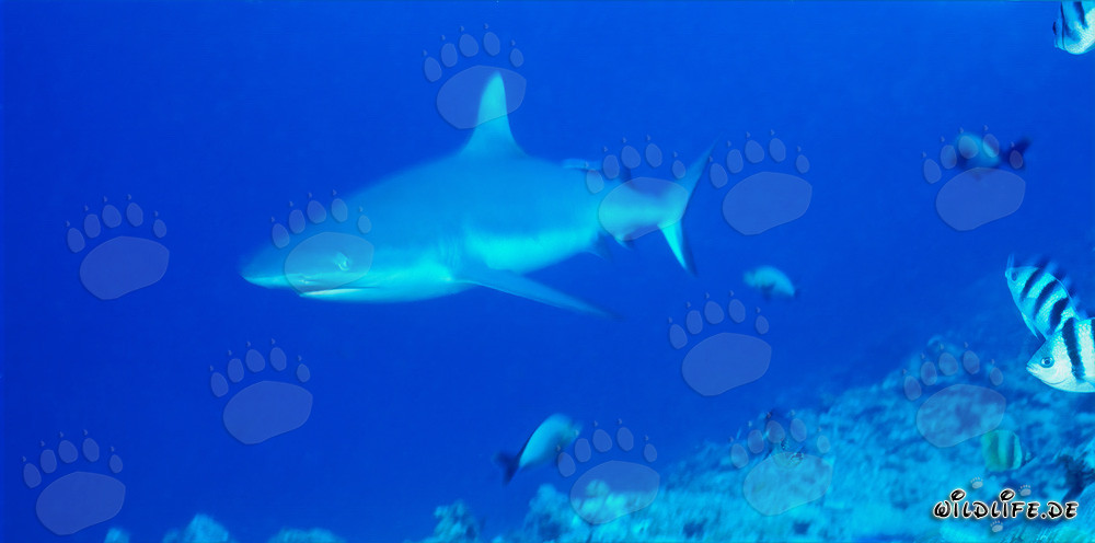 Gray reef shark in Beqa Lagoon on Viti Levu, Fiji