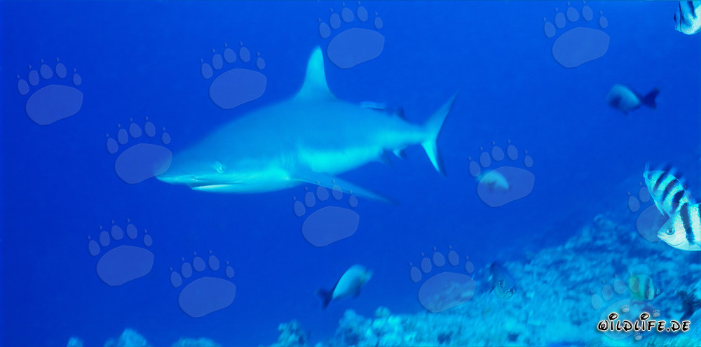 Requin de récif gris dans le lagon de Beqa à Vitu Levu, Fidji