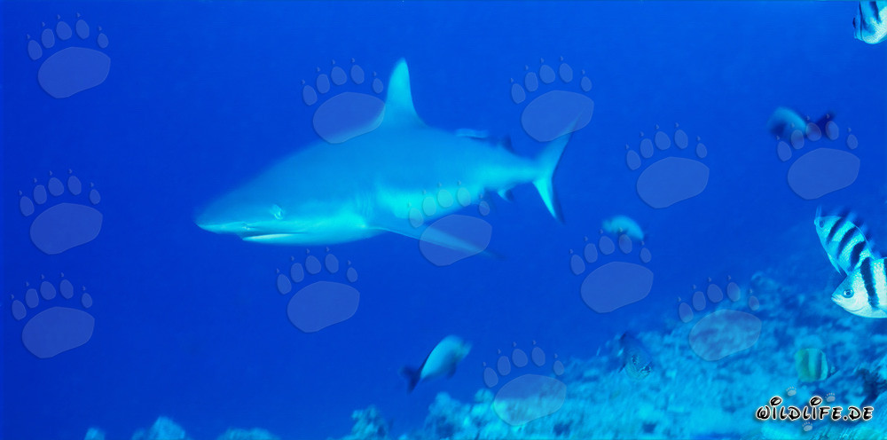 Squalo grigio della barriera corallina nella laguna di Beqa a Vitu Levu, Figi