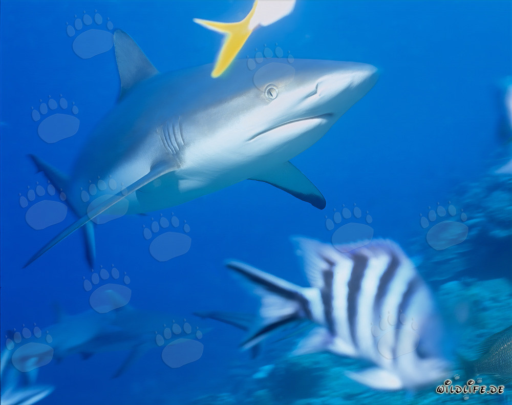 Gray reef shark swimming in the clear blue waters of the South Pacific