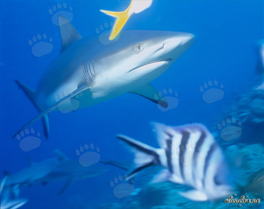 Requin gris des récifs nageant dans les eaux claires et bleues du Pacifique Sud