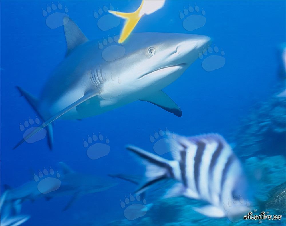 Squalo grigio del reef che nuota nelle acque chiare e blu del Pacifico del Sud