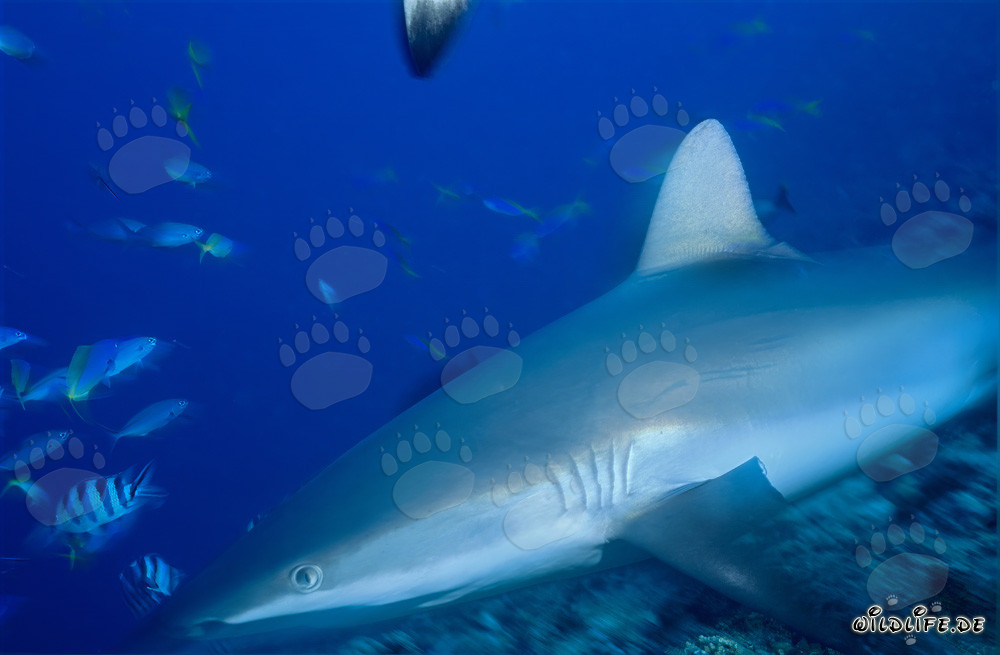 Faszinierender Grauer Riffhai in der Beqa Lagune, Fiji