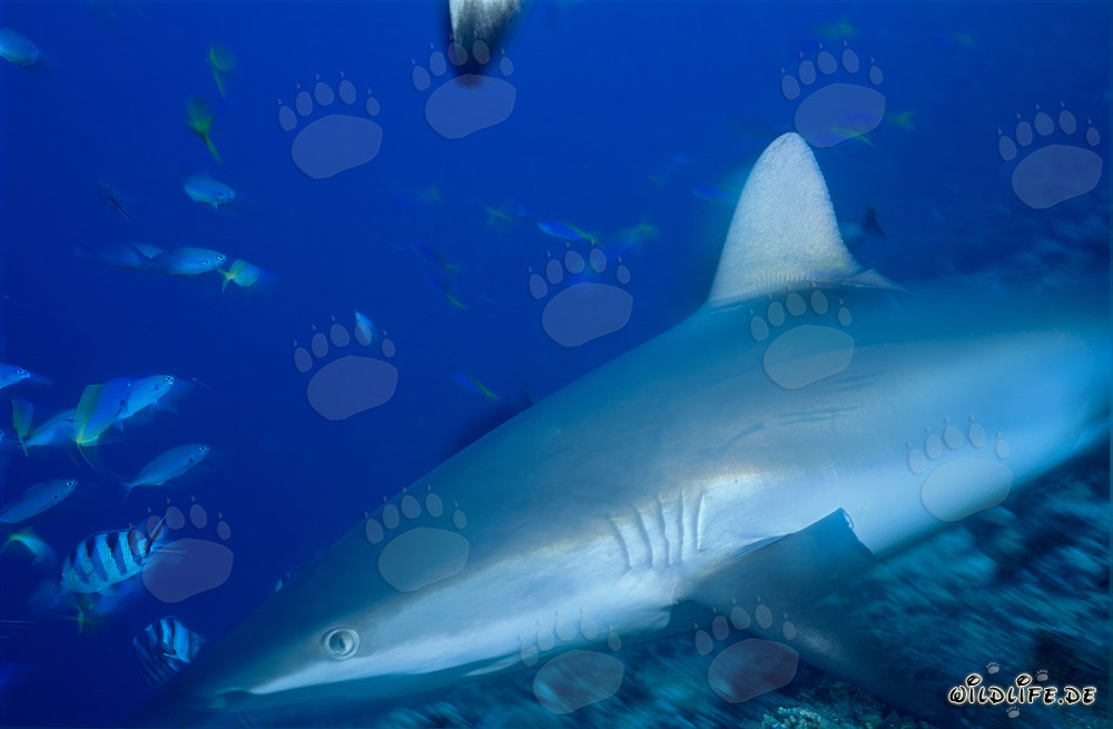 Fascinating Gray Reef Shark in Beqa Lagoon, Fiji