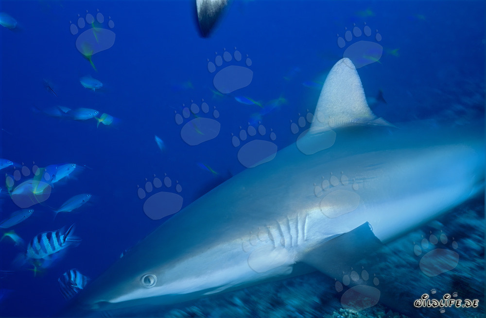 Tiburón gris fascinante en la laguna de Beqa, Fiji