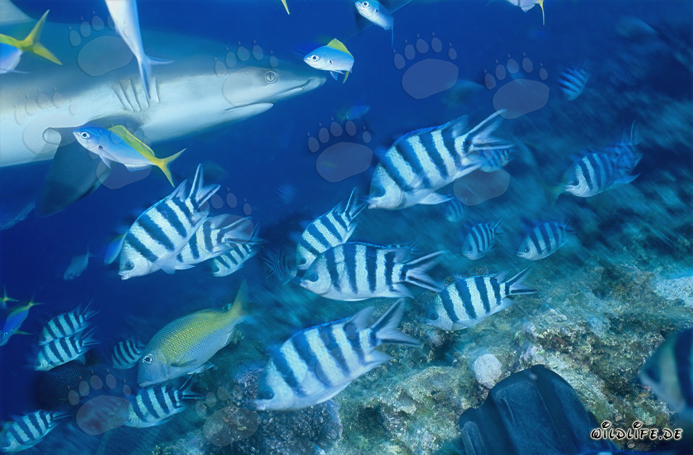 Ritratto di squalo grigio di barriera che nuota sott'acqua nel Pacifico del Sud