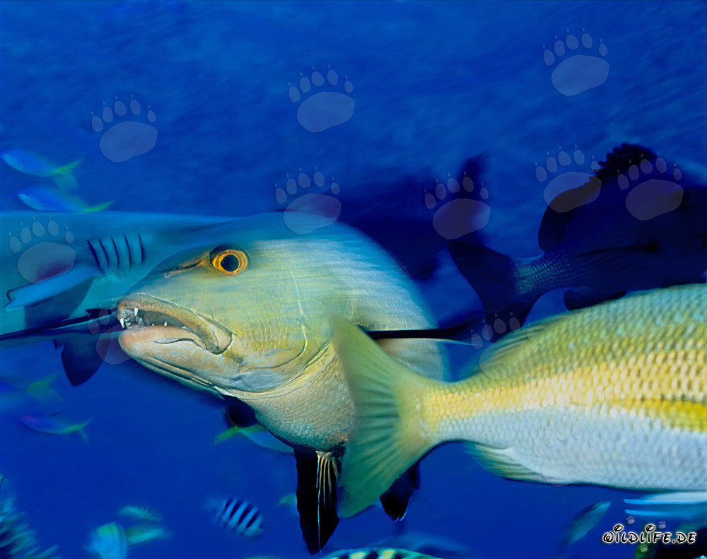 Fascinating Twinspot Snapper