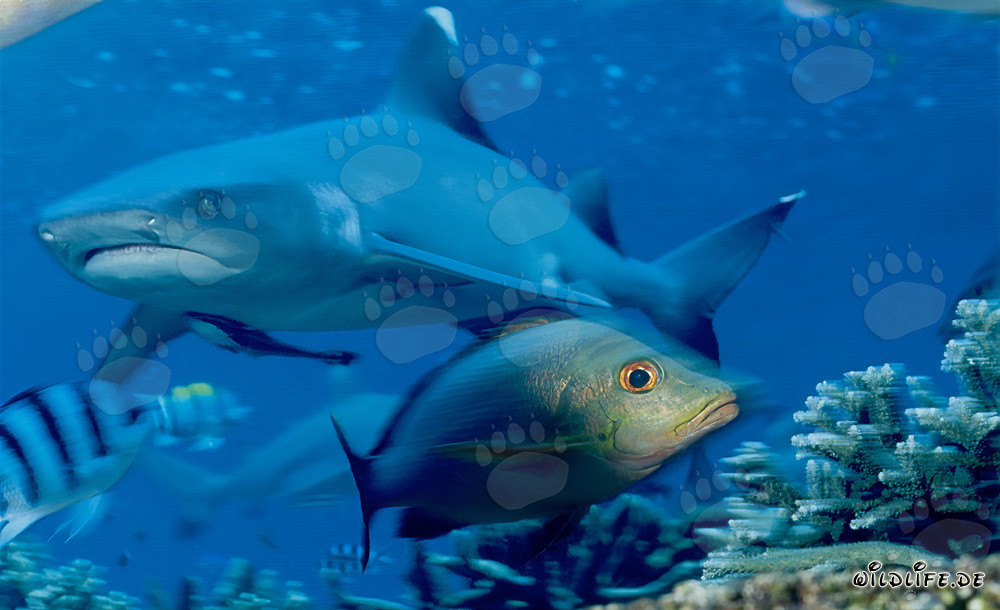Requin à pointes blanches fascinant et sa relation avec les vivaneaux à double tache