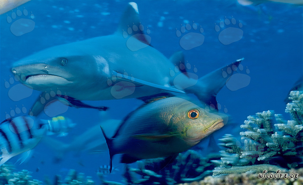 Fascinante tiburón de puntas blancas y su relación con los pargos de doble mancha