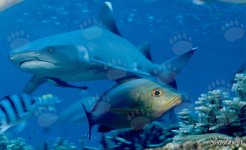 Fascinating Whitetip Reef Shark and its Relationship to Double-Spotted Snappers
