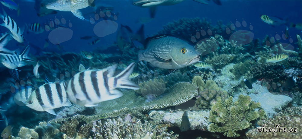 Affascinanti pargi a due macchie e sergenti a coda di forbice a Beqa Lagoon, Figi