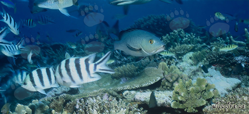 Fascinating Twinspot Snapper and Scissortail Sergeants in Beqa Lagoon, Fiji