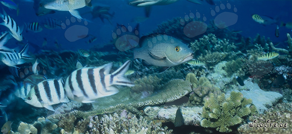Fascinants vivaneaux à deux taches et sergents à queue de ciseaux à Beqa Lagoon, Fidji