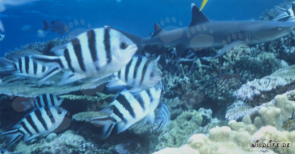 Requin à pointes blanches élégant sur un récif corallien coloré