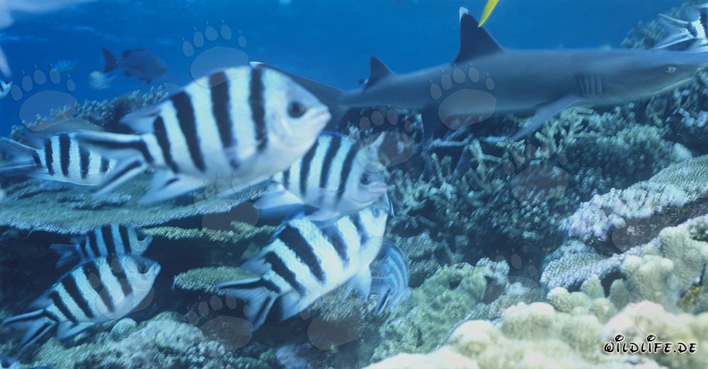 Graceful Whitetip Reef Shark at Colorful Coral Reef
